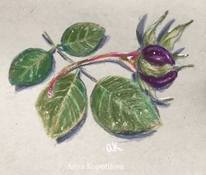 dried rose colored pencil sketch greenrainart
